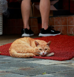 Low section of man sitting on floor