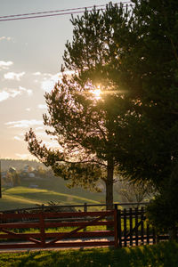 Trees on field against sky during sunset