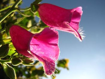 Close-up of pink flowers