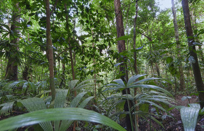 Trees in forest