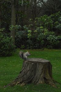 Cat on tree