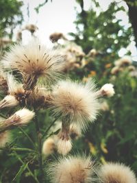 Close-up of flowers against blurred background