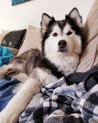 Portrait of dog resting on bed at home