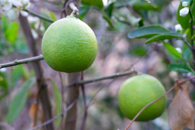 Close-up of lemon growing on tree