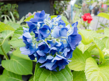 Close-up of purple flowers blooming outdoors