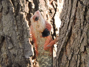 Close-up of lizard on tree trunk