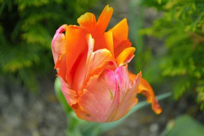 Close-up of flower blooming outdoors