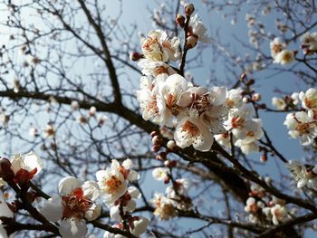 Low angle view of cherry blossom