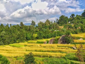 Scenic view of field against sky