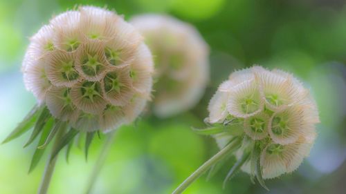 Close-up of white flowers