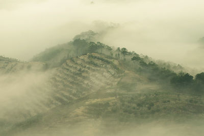 Fog in the morning on the plateau of liangbiang, da lat. viet nam.