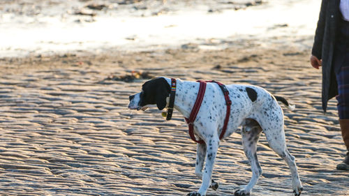 Dog standing on beach