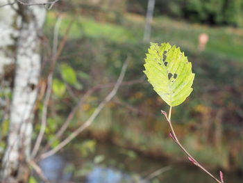 Close-up of leaf on tree