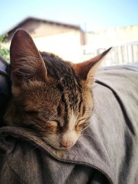 Close-up of a cat resting