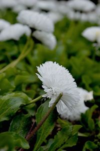 Close-up of white flower blooming outdoors