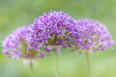 Close-up of purple flowering plant