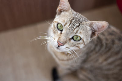 Close-up portrait of a cat