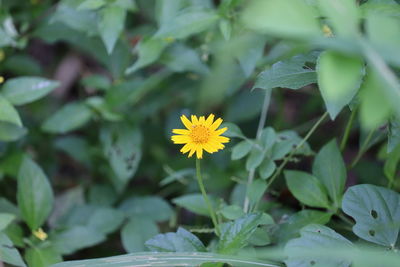 Close-up of yellow flowering plant