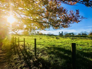 Trees on field against sky