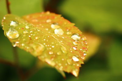 Close-up of wet flower