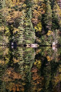 Trees by lake in forest