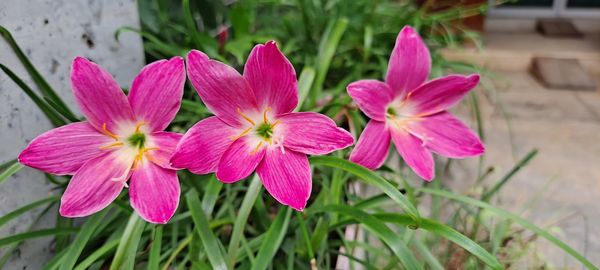 flower