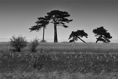 Silhouette tree on field against sky