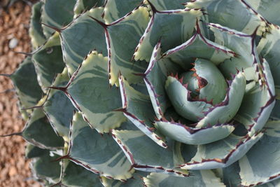 Close-up of succulent plant