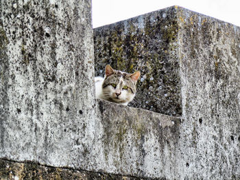 Portrait of cat sitting on wall