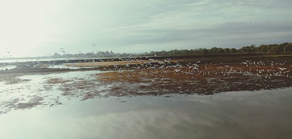 View of birds on land by lake against sky