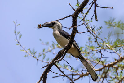 Low angle view of bird perching on tree against sky