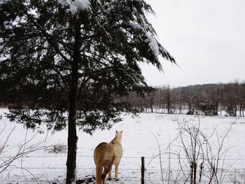 Horsing around snow day