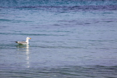 Seagull swimming in sea