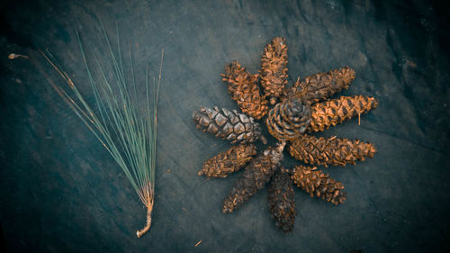 High angle view of dried plant on table