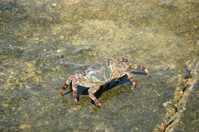 High angle view of crab on rock