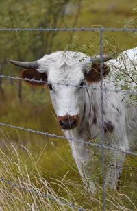 Texas longhorn cattle seen through barbed wire fence