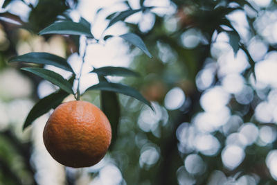 Close-up of oranges on tree