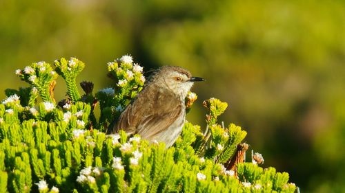 Close-up of bird perching on plant