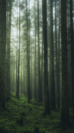 Trees in foggy forest