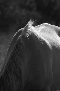 Close-up of horse in ranch