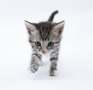 Portrait of cat against white background