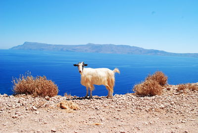 Sheep in a sea against clear blue sky
