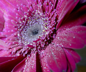 Macro shot of pink flower