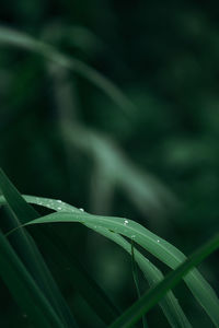 Close-up of wet plant