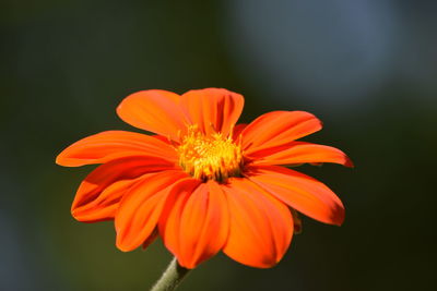Close-up of orange flower