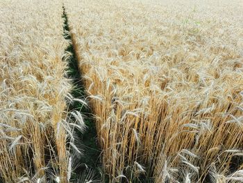 Full frame shot of wheat field
