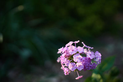 Close-up of pink flowers