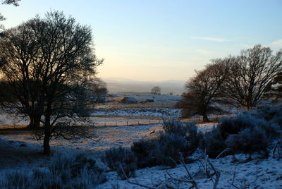 Bare trees on field against sky during winter