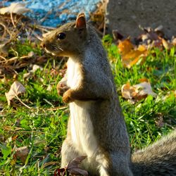 Close-up of squirrel sitting on grass