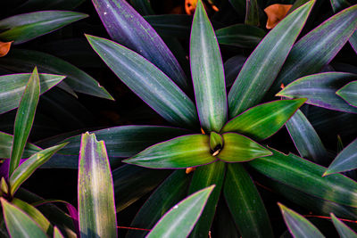 Full frame shot of leaves on plant at field